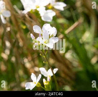 Nahaufnahme bei Frühlingssonne von weißen Kuckuckblütenköpfen (Cardamine pratensis) Stockfoto
