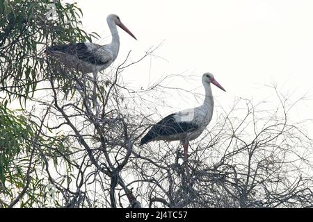 Der Weißstorch landet auf dem Baum für die Nacht Stockfoto