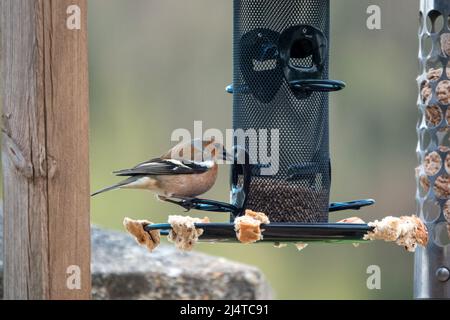 Ein männlicher Buchfink (Fringilla coelebs), der auf Samen aus einem hängenden Vogelfutterhäuschen speist Stockfoto