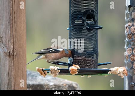 Ein männlicher Buchfink (Fringilla coelebs), der auf Samen aus einem hängenden Vogelfutterhäuschen speist Stockfoto