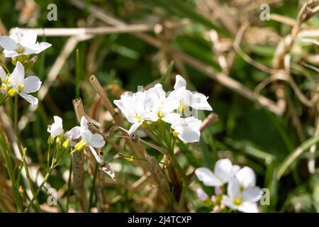 Nahaufnahme bei Frühlingssonne von weißen Kuckuckblütenköpfen (Cardamine pratensis) Stockfoto