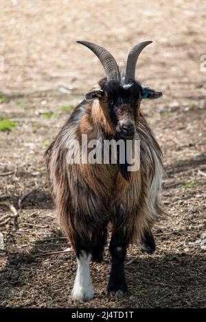 Nahaufnahme einer finnischen Landrace-Ziege (Capra aegagrus hircus) Stockfoto