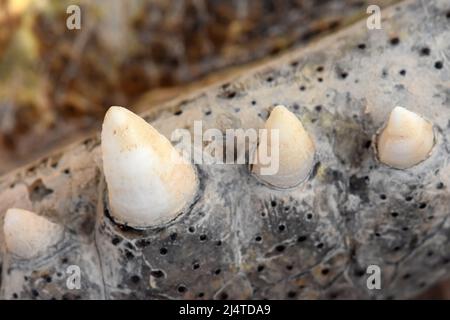 Alligatorzähne - Nahaufnahme Stockfoto