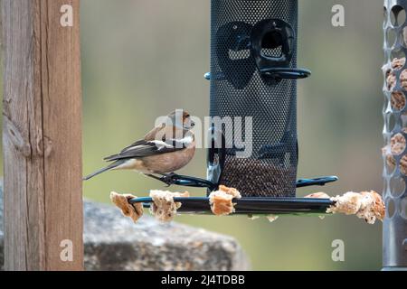 Ein männlicher Buchfink (Fringilla coelebs), der auf Samen aus einem hängenden Vogelfutterhäuschen speist Stockfoto