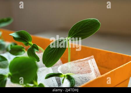 Gurkensämling Junge frische Sprossen wachsen in weißen Tüten in orangefarbenen Topf. Gewächshausgarten. Stockfoto