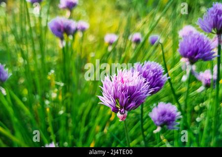 Lila Zwiebelblume aus nächster Nähe. Natürlicher Hintergrund. Wachsende Schnittlauch im Garten. Violette Blütenstruktur. Stockfoto