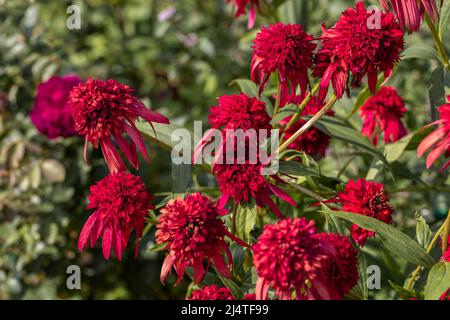 Nahaufnahme eines Echinacea Hot Papaya Blütenkopfes Stockfoto