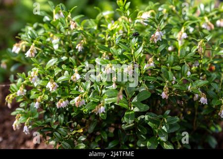 Vaccinium vitis idaea Koralle blüht im Garten Stockfoto