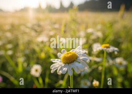 Nahaufnahme von Kamillenblüten im Morgentau bei Sonnenaufgang. Stockfoto