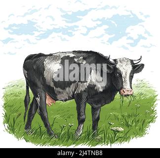 Kuh steht knabbernd Gras Skizze Gravur Illustration Stil Vektor Stock Vektor