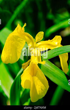 Iris mit gelber Flagge (Iris pseudacorus) ist in einem Garten abgebildet, 15. April 2022, in Mobile, Alabama. Stockfoto