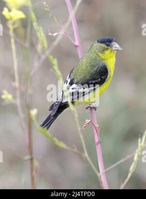 Kleiner Goldfink Erwachsener Männchen auf Pflanze. Palo Alto Baylands, Kalifornien, USA. Stockfoto