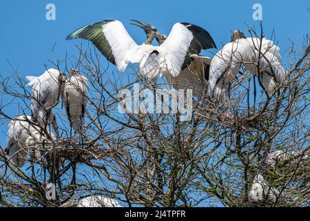 Waldstorch (Mycteria americana) Kolonie in der St. Augustine Alligator Farm Wading Bird Rookery auf Anastasia Island in St. Augustine, Florida. (USA) Stockfoto