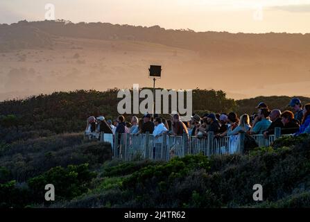 BELLS BEACH, AUS 16. APRIL 2022: Zuschauer beobachten den WSL Rip Curl Pro Bells Beach. Stockfoto