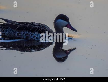 Red billed Ente oder Red billed teal Schwimmen in Marievale Vogelschutzgebiet nigel Stockfoto