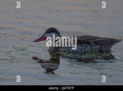 Red billed Ente oder Red billed teal Schwimmen in Marievale Vogelschutzgebiet nigel Stockfoto