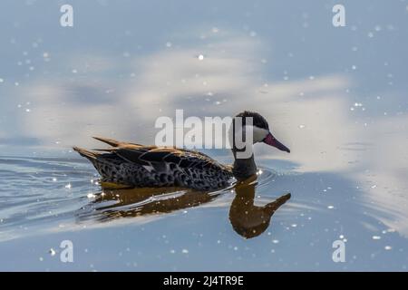 Red billed Ente oder Red billed teal Schwimmen in Marievale Vogelschutzgebiet nigel Stockfoto