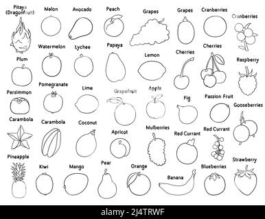 Sammlung von verschiedenen handgezeichneten Früchten und Beeren, schwarze Umrisse isoliert auf weißem Hintergrund. Stock Vektor