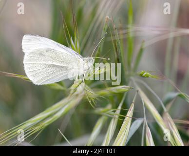 Marginierter weißer Schmetterling, der auf dem Fuchsschwanz thront. Santa Clara County, Kalifornien, USA. Stockfoto