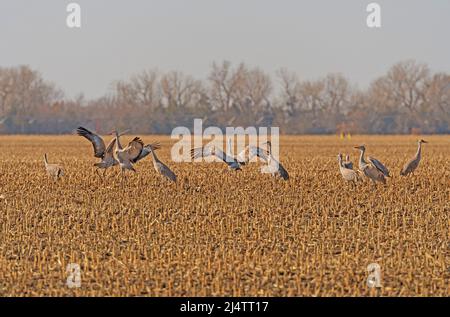 Sandhill Cranes, die auf den Feldern in der Nähe von Kearney, Nebraska, angezeigt werden Stockfoto