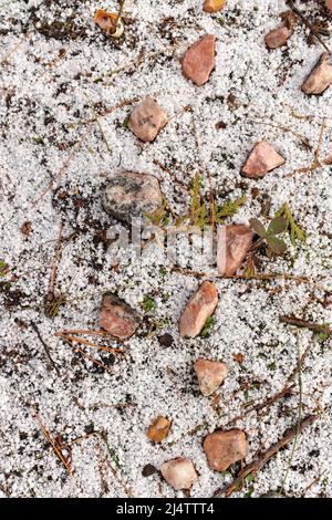 Eine frische dünne Schicht Graupel Schneepellets bedeckt den Boden mit hübschen Stücken Pink Granite Stockfoto