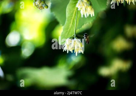 Kleine Biene auf einer Linde Stockfoto