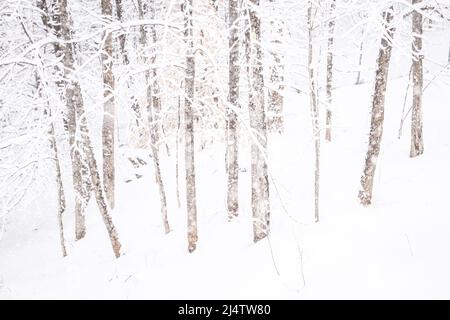 Neuschnee während eines Schneesturms in Vermont, New England, USA. Stockfoto
