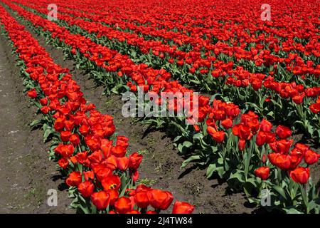 Rote Tulpen in einem Tulilpfeld im Skagi County, Washington, USA Stockfoto