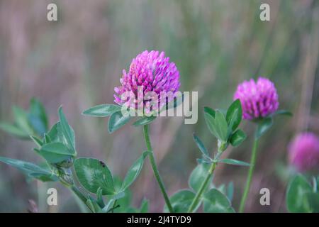 Blüte von Kleeblatt oder Trifolium pratense, Nahaufnahme. Lila Wiesenbaumfolie blüht am Sommertag. Stockfoto