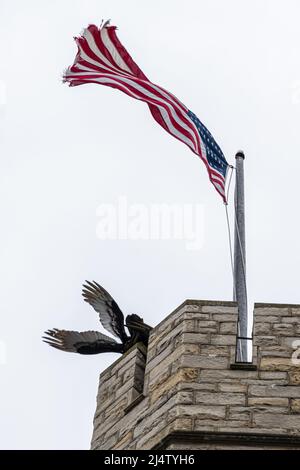 Türkeigeier (Cathartes Aura), die sich unter einer winkenden Flagge auf dem Glockenturm des National Patriots in der Washington Memorial Chapel in Valley Forge, PA, treffen. Stockfoto