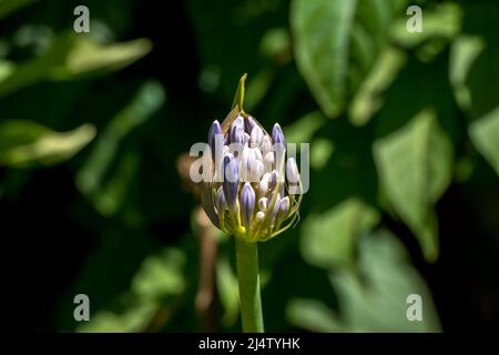 Nahaufnahme der Knospe eines Agapanthus Stockfoto