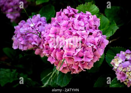 Rosa Blüten einer Hortensien Stockfoto