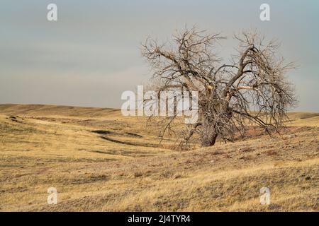 Einsamer Baum im nördlichen Grünland von Colorado, frühe Frühlingslandschaft im Naturgebiet Soapstone-Wiese in der Nähe von Fort Collins Stockfoto