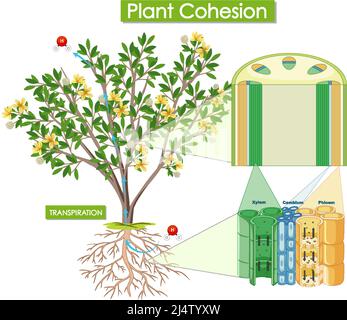 Abbildung des Pflanzenzusammenhalts Stock Vektor