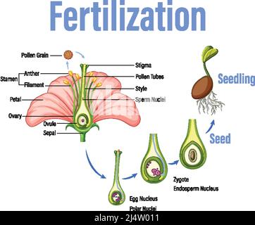 Diagramm mit Befruchtung in Blumendarstellung Stock Vektor