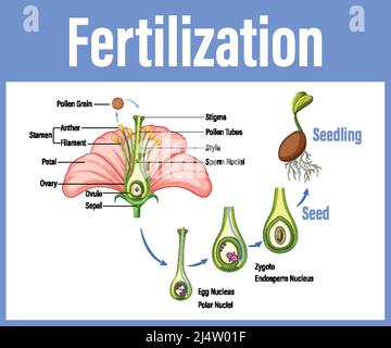 Diagramm mit Befruchtung in Blumendarstellung Stock Vektor