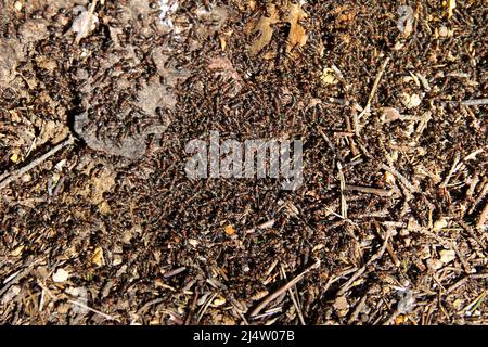 Viele Ameisen auf einem Ameisenhaufen in natürlicher Umgebung. Waldrote Ameise große Kolonie, Frühling sonnigen Tag, aus nächster Nähe. Stockfoto