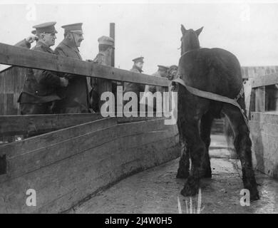 Der spanische General Aranaz besuchte 1917 die Westfront und beobachtete, wie ein Pferd gebadet werden sollte Stockfoto