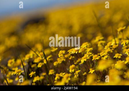 Wildblumen am Tafelberg, Kalifornien Stockfoto