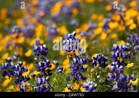 Wildblumen am Tafelberg, Kalifornien Stockfoto