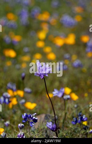 Wildblumen am Tafelberg, Kalifornien Stockfoto