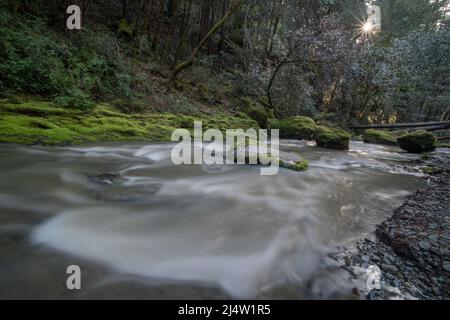 Ein Fluss in Nordkalifornien mit moosigen Felsbrocken und fließendem Wasser, das über die Felsen und durch die Bäume im Mendocino County, USA, fließt. Stockfoto