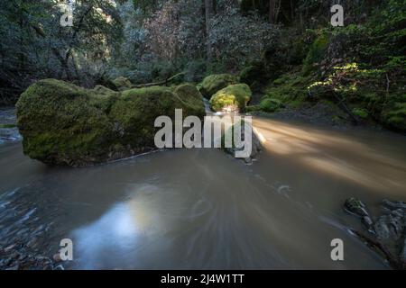 Ein Fluss in Nordkalifornien mit moosigen Felsbrocken und fließendem Wasser, das über die Felsen und durch die Bäume im Mendocino County, USA, fließt. Stockfoto