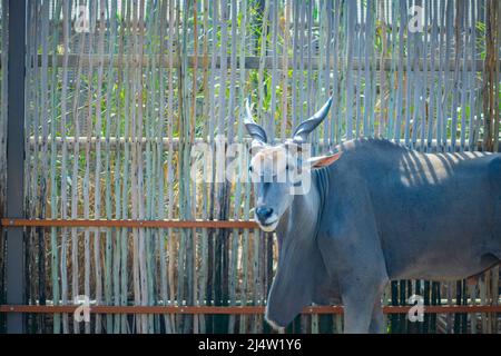 Das Land lebt im Dubai Zoo Stockfoto