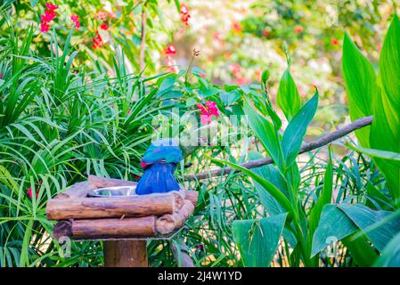 Turaco Vogel sitzt auf einem Zweig im Zoo Stockfoto