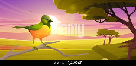 Niedlicher Vogel, der bei Sonnenuntergang auf dem Ast auf dem Hintergrund der Savanne sitzt. Vektor-Cartoon-Illustration der Savannenlandschaft mit afrikanischem Smaragd-Kuckuck, Akazienbäumen, grünem Gras und Sonne am Abend Stock Vektor