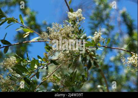 Schlehdorn (Bursaria Spinosa) hat einen sehr angenehmen Duft - wenn die Blüten vollständig geöffnet sind. Baluk Willam Flora Reserve in Belgrave South, Victoria. Stockfoto