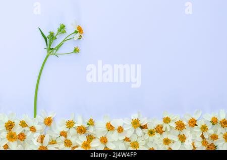 Spanische Nadeln oder Bidens alba Blumen mit seinem Baum und Blätter auf weißem paparem Hintergrund. Stockfoto