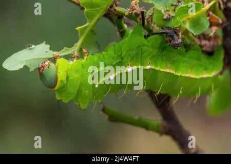 Japanische Eiche-Silkmotte-Raupe - Antheraea yamamamai, große gelbe und orange Motte aus ostasiatischen Wäldern, Japan. Stockfoto