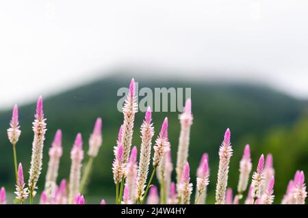 Rosafarbene und weiße, geplumerte Cockscomb-Blume mit grün verschwommenem Hintergrund des Berges. Stockfoto